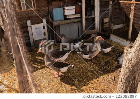 Five domestic gray greylag geese walk around the pen on an organic farm Five domestic gray greylag geese walk around the pen on an organic farm 122088897