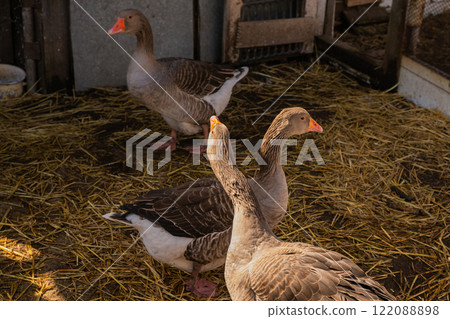flock of farm gray greylag geese flock of farm gray greylag geese 122088898