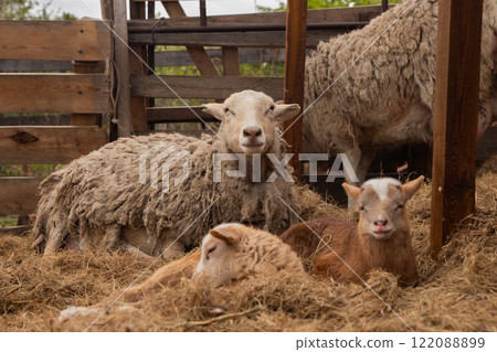 beige Katumsky sheep and two brown baby lambs looking at camera and resting on hay in paddock outside. free range sheep, organic ranch 122088899