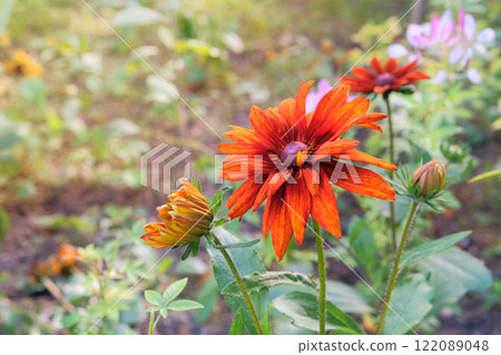 Rudbeckia is blooming. Plant of Aster family. Rudbeckia grows in meadow or open areas. Autumn cottage garden. Rudbeckia is blooming. Plant of Aster family. Rudbeckia grows in meadow or open areas. Autumn cottage garden. 122089048