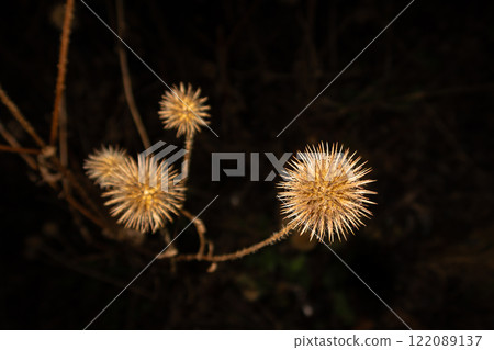 An artistic picture of a winter dry thistle isolated on a black background An artistic picture of a winter dry thistle isolated on a black background 122089137