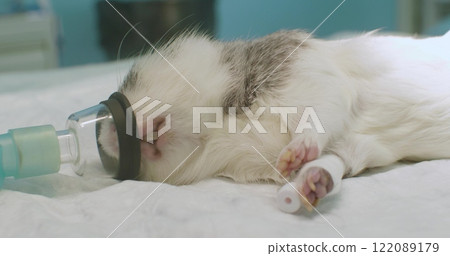 A guinea pig under anesthesia. Veterinarians anesthetize a guinea pig through a mask and inject medication into an intravenous line during a surgical procedure in a sterile operating room. 122089179