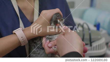 Shinchilla teeth pruning. A professional veterinarian, which performs a detailed dental examination in a small fluffy chinchilla using a dental tool in a veterinary clinic. 122089180