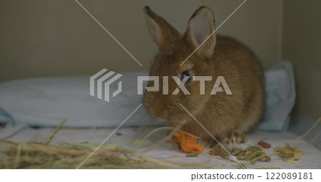 A brown bunny rests in a veterinary cage, calmly eating fresh carrots, surrounded by soft hay and animal feed. The cute little bunny is undergoing treatment at a veterinary hospital. A brown bunny rests in a veterinary cage, calmly eating fresh carrots, surrounded by soft hay and animal feed. The cute little bunny is undergoing treatment at a veterinary hospital. 122089181