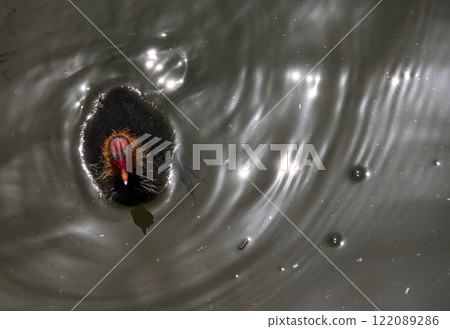 Coot chick Coot chick 122089286