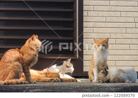 Fukashima cat 122089370