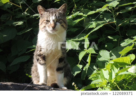 Fukashima cat 122089371