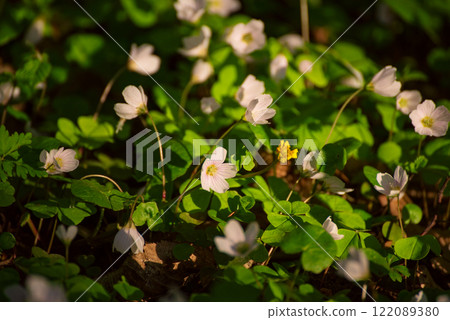 White anemone flowers growing in spring forest, natural seasonal background 122089380