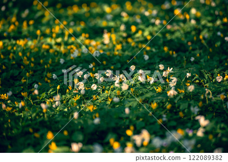 White anemone flowers growing in spring forest, natural seasonal background 122089382