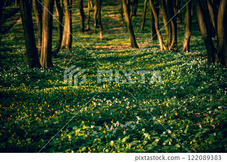 Flowering green forest with white flowers, spring nature background 122089383