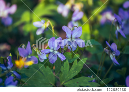 Viola reichenbachiana. Common Violet. Small purple flowers in forest at early spring 122089388
