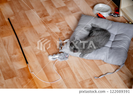 little gray kitten lying on gray pillow on floor next to his toy, top view 122089391