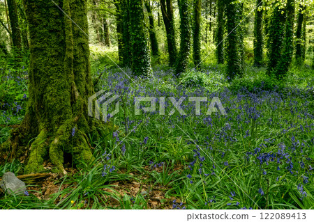 Vibrant bluebells bloom beneath tall trees in a lush green forest during springtime. Vibrant bluebells bloom beneath tall trees in a lush green forest during springtime. 122089413