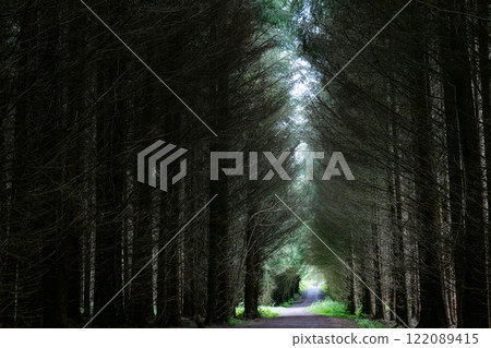 Path through dense coniferous forest under soft light creates a serene atmosphere for visitors in early morning hours. Path through dense coniferous forest under soft light creates a serene atmosphere for visitors in early morning hours. 122089415