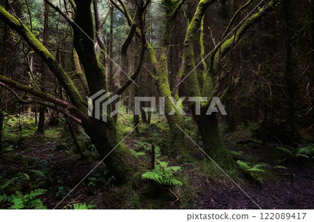 A view into a lush forest. Trees display extensive moss growth. Low light conditions prevail. Ground level vegetation is abundant. The scene is verdant. 122089417