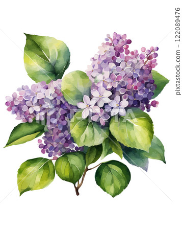 Watercolor branch of lilac, symbol of love, wedding, purity, vector illustration 122089476