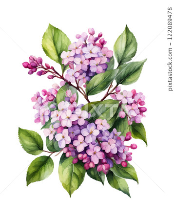 Watercolor branch of lilac, symbol of love, wedding, purity, vector illustration 122089478
