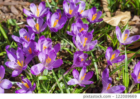 Beautiful purple spring crocuses in the garden in sunny day, floral background, close up, macro 122089669