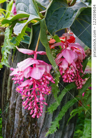 Blooming pink Medinilla magnifica, Philippine Orchid in greenhouse on green pants background 122089684