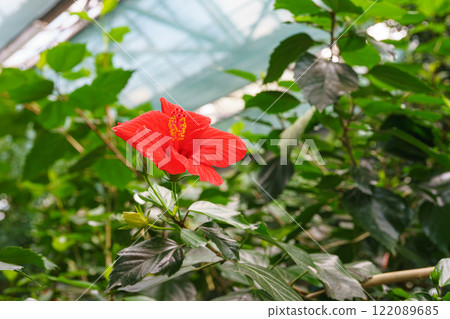 Tropical flowering Hibiscus rosa sinensis, Chinese hibiscus, China rose on green leaves background 122089685
