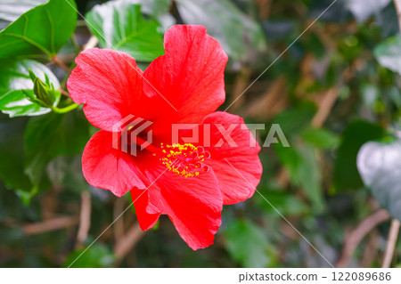 Tropical flowering Hibiscus rosa sinensis, Chinese hibiscus, China rose on green leaves background 122089686