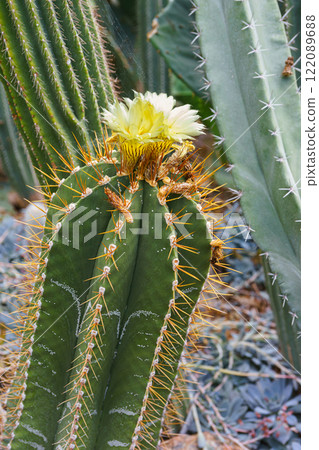 Blooming Cactus with yellow flower, Cactacea Juss Astrophytum ornatum in natural environment Blooming Cactus with yellow flower, Cactacea Juss Astrophytum ornatum in natural environment 122089688