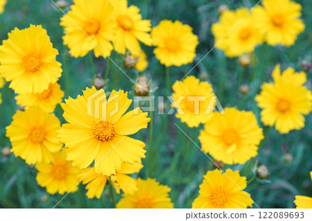 Yellow flower lance leaved, Coreopsis lanceolata, Lanceleaf Tickseed, Maiden eye close up, top view Yellow flower lance leaved, Coreopsis lanceolata, Lanceleaf Tickseed, Maiden eye close up, top view 122089693