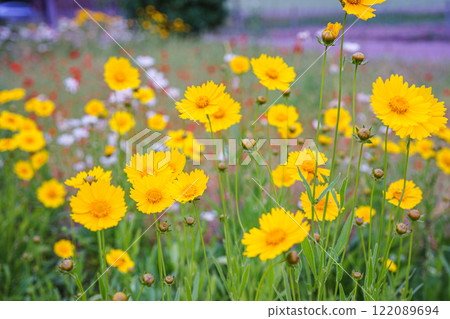 Yellow flower lance leaved, Coreopsis lanceolata, Lanceleaf Tickseed or Maiden eye on meadow, field Yellow flower lance leaved, Coreopsis lanceolata, Lanceleaf Tickseed or Maiden eye on meadow, field 122089694
