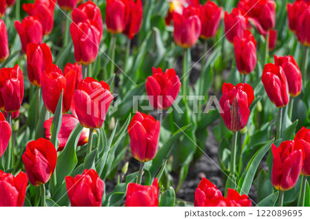 Colorful field filled with blooming red tulips, flowerbed in park, landscape design element Colorful field filled with blooming red tulips, flowerbed in park, landscape design element 122089695