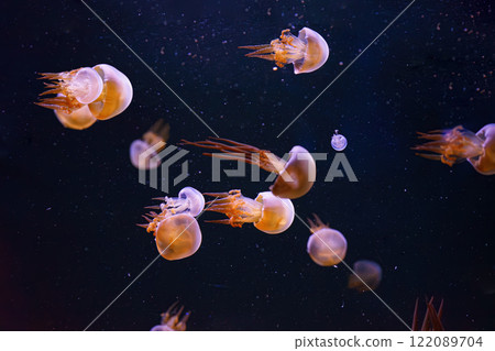 Group of Flame jellyfish, rhopilema esculentum floating in aquarium with pink neon light Group of Flame jellyfish, rhopilema esculentum floating in aquarium with pink neon light 122089704