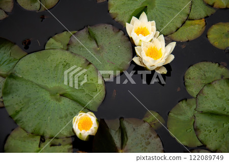 Three White Water Lily Lotus Blossom floats Tranquil Pond surrounded large, raindrenched lilypads. Droplets Glisten lilypad surfaces, creating serene and peaceful nature scene, ideal garden botanical Three White Water Lily Lotus Blossom floats Tranquil Pond surrounded large, raindrenched lilypads. Droplets Glisten lilypad surfaces, creating serene and peaceful nature scene, ideal garden botanical 122089749