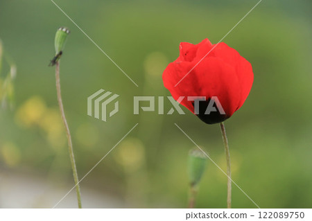 Closeup of spring vibrant Red Poppy in full bloom against softfocus green background. Flower stands tall with surrounding buds and delicate natural setting, beauty springtime and nature's simplicity Closeup of spring vibrant Red Poppy in full bloom against softfocus green background. Flower stands tall with surrounding buds and delicate natural setting, beauty springtime and nature's simplicity 122089750