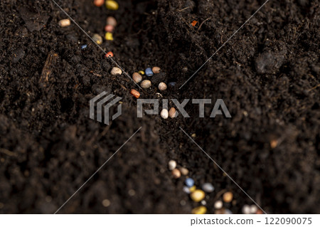 seeds of several varieties of radishes sown in fertile soil seeds of several varieties of radishes sown in fertile soil 122090075