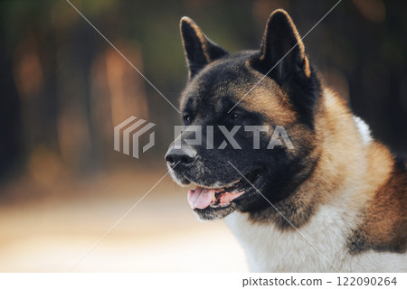 Beautiful dog breed American Akita, portrait with an interested muzzle in the forest. Fluffy, woolly young pet. The concept of pets, pet food, pet supplies, veterinary medicine. Beautiful dog breed American Akita, portrait with an interested muzzle in the forest. Fluffy, woolly young pet. The concept of pets, pet food, pet supplies, veterinary medicine. 122090264
