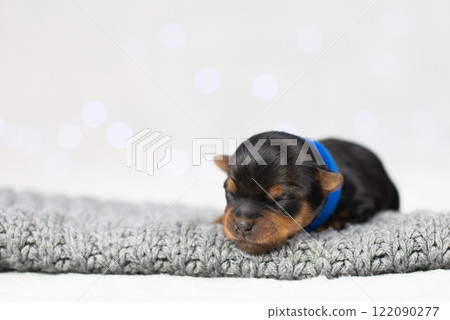 Portrait of newborn puppy yorkshire terrier purebred, black dog pet, cute face sleeping, veterinary medicine concept, pet care, pet products, advertising banner, place for text 122090277