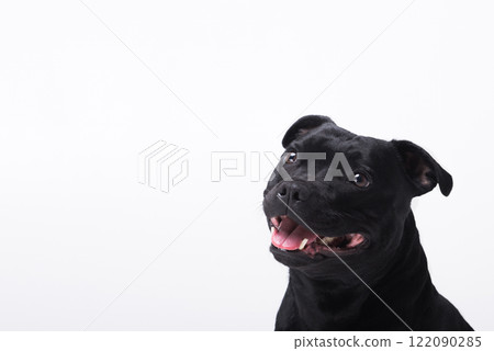 Smiling cheerful happy dog Staffordshire bull terrier on a white background, a banner for advertising. Concept of pets, pet care, veterinary medicine, grooming, pet supplies 122090285