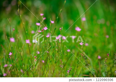 紅胸報春花,英文名rosy Evening primrose。 紅胸報春花,英文名rosy Evening primrose。 122090306