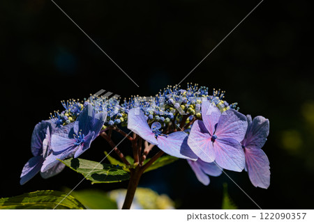 Many-leaf flowers blooming in the rainy season Hydrangea Many-leaf flowers blooming in the rainy season Hydrangea 122090357