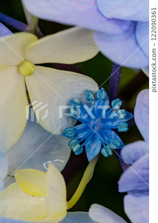 雨季繡球花盛開的多葉花 122090361