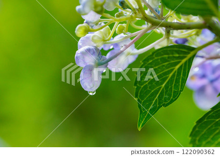 雨季繡球花盛開的多葉花 雨季繡球花盛開的多葉花 122090362