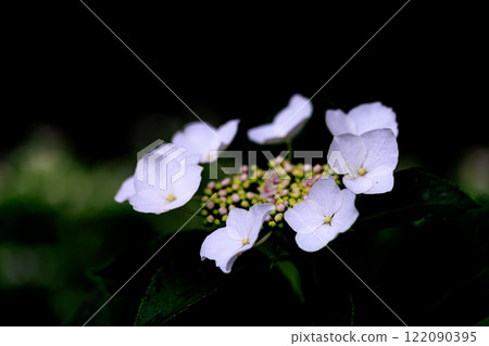 雨季繡球花盛開的多葉花 雨季繡球花盛開的多葉花 122090395