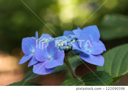 雨季繡球花盛開的多葉花 雨季繡球花盛開的多葉花 122090396