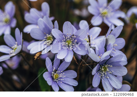 A clump of beautiful blue liverwort (Hepatica nobilis), one of spring's most magnificent flowers 122090468