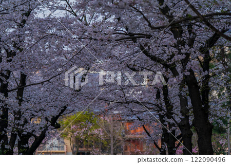 Photographing the lush cherry blossoms of Shirakawa, Higashiyama Gion, Kyoto in spring in the ancient capital 122090496