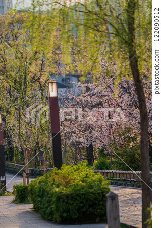 在古都京都的東山祗園白河拍攝春天綻放的櫻花 122090512