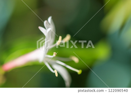 Honeysuckle flowers blooming in the spring forest Honeysuckle flowers blooming in the spring forest 122090540