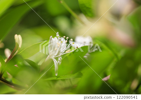 開花在春天森林裡的金銀花花 122090541