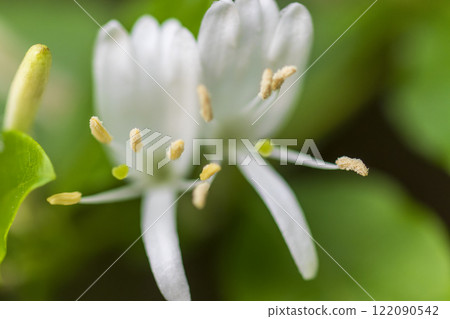 開花在春天森林裡的金銀花花 122090542