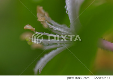 春雨後森林裡盛開的金銀花 122090544