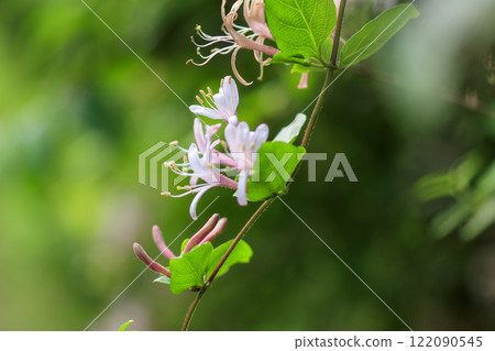 開花在春天森林裡的金銀花花 122090545